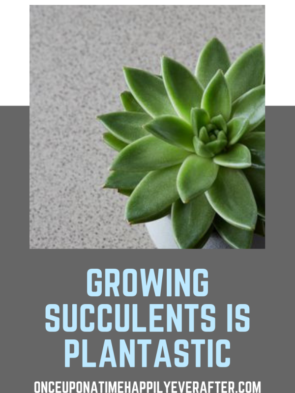 Growing Succulents is Plantastic